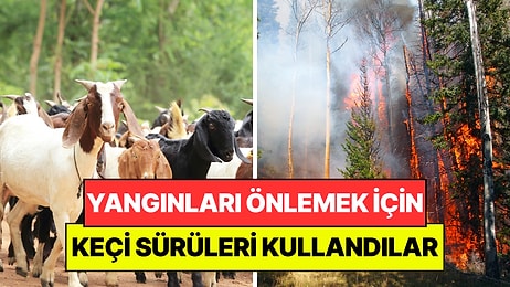Orman Yangınlarını Önlemek İçin 400 Keçi Kullandılar: Milyon Dolarlık Makinelerin Yapamadığını Yaptılar