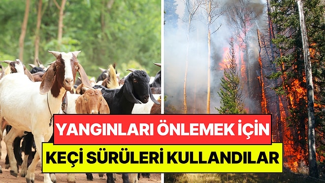 Orman Yangınlarını Önlemek İçin 400 Keçi Kullandılar: Milyon Dolarlık Makinelerin Yapamadığını Yaptılar