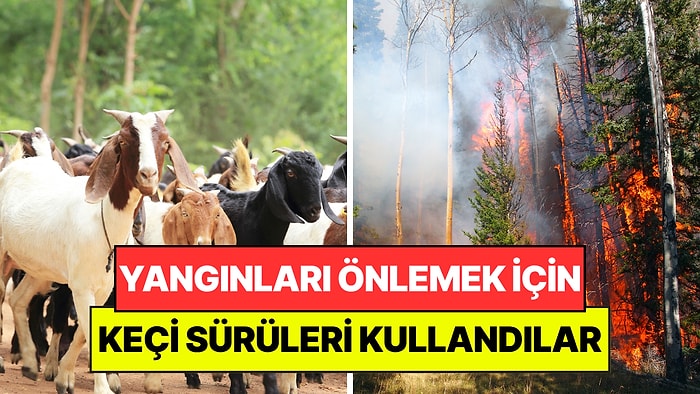 Orman Yangınlarını Önlemek İçin 400 Keçi Kullandılar: Milyon Dolarlık Makinelerin Yapamadığını Yaptılar