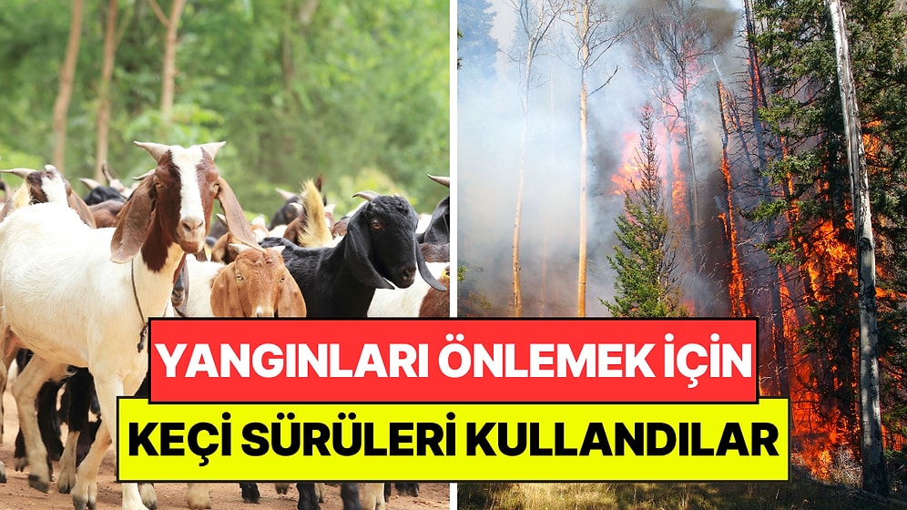 Orman Yangınlarını Önlemek İçin 400 Keçi Kullandılar: Milyon Dolarlık Makinelerin Yapamadığını Yaptılar