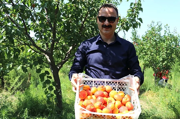 İlçe mülki idare amiri bahçede incelemelerde bulunarak meyve toplanmasına katıldı.