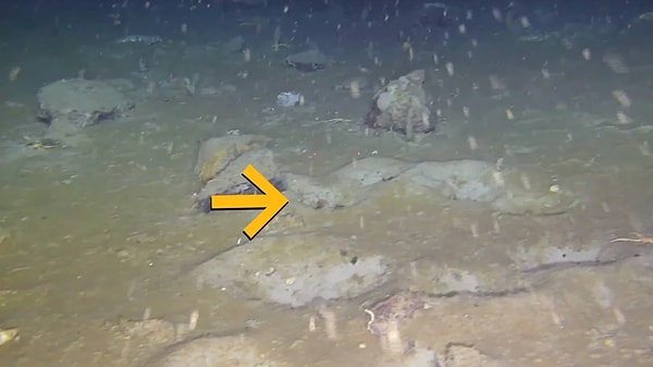 2017 yılında Antarktika'daki Larsen C buz sahanlığından A-68 adı verilen dev bir buzdağının kopması, bilim dünyası için tarihi bir fırsatın kapılarını araladı.