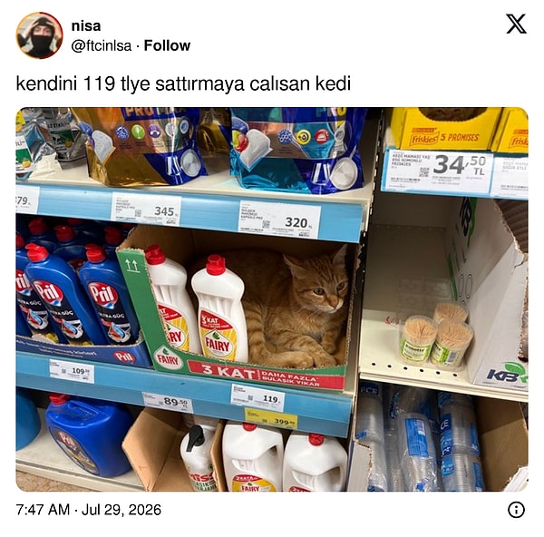 Kedilere de zam gelmiş.