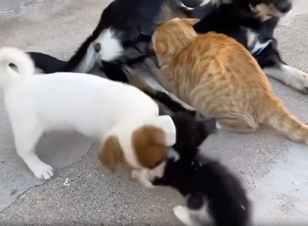 Çizgi film sahnesi gibi! Peki hayvanların, başka bir hayvanın sütünü içmesi zararlı mı?