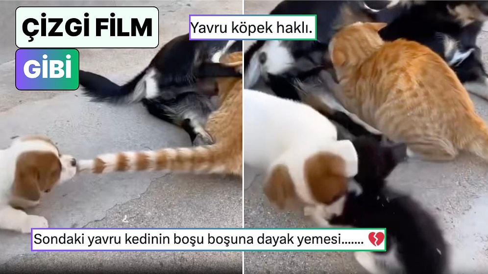 Yavru Kedi Arada Kaynadı: Bir Köpek Annesinin Sütünü Emen Kediyi Kuyruğundan Yakaladı