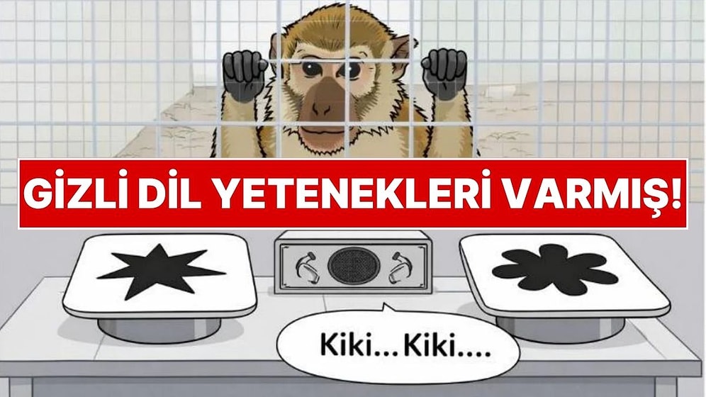 Biz Bu Özelliği Sadece İnsanlara Özgü Sanıyorduk! Maymunların Gizli 'Dil' Yeteneği Ortaya Çıktı