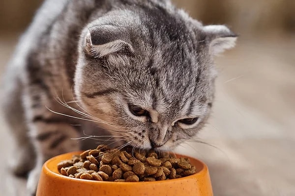 Kedi Maması Seçerken Nelere Dikkat Edilmeli? – 2026