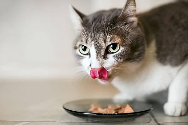 En İyi Kedi Maması Markaları: Mama Türüne Göre – 2026
