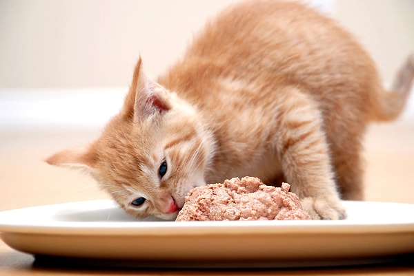 Kedi Maması Fiyat-Performans Rehberi – 2026