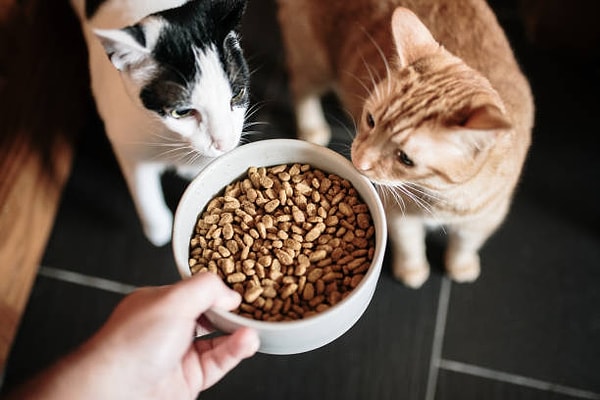 SSS: Kedi Maması Markaları Hakkında Merak Edilenler