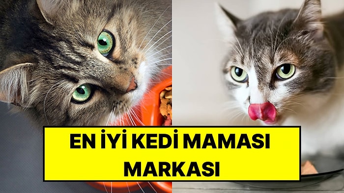 En İyi Kedi Maması Markaları