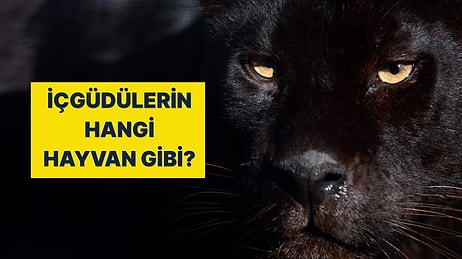 İçgüdüsel Olarak Hangi Hayvan Gibi Hareket Ediyorsun?