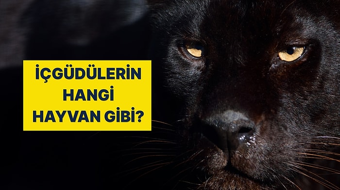 İçgüdüsel Olarak Hangi Hayvan Gibi Hareket Ediyorsun?
