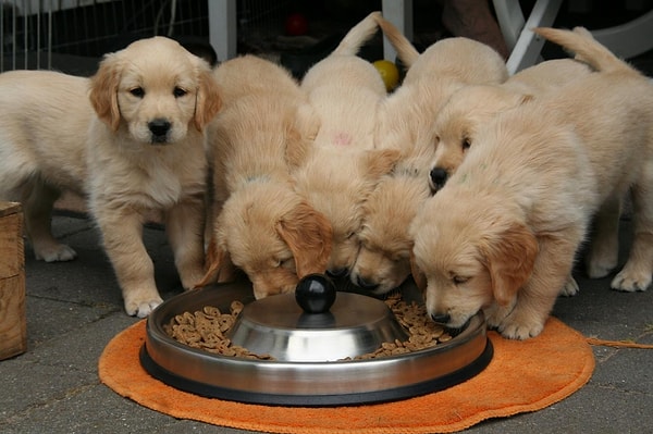 Köpek Maması Seçerken Nelere Dikkat Edilmeli? – 2026
