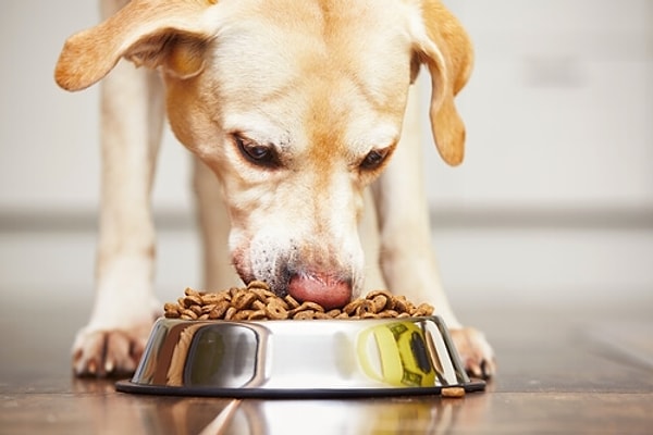Köpek Maması Fiyat-Performans Rehberi – 2026