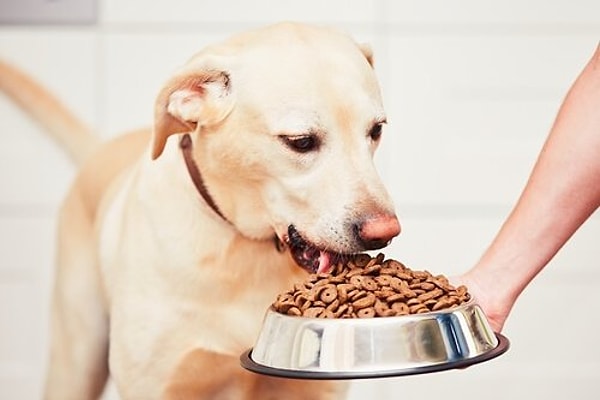En İyi Köpek Maması Markaları: Mama Türüne Göre – 2026