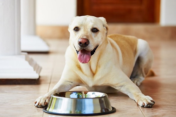 En İyi Köpek Maması Markaları: Türk Marka Bazlı İnceleme – 2026