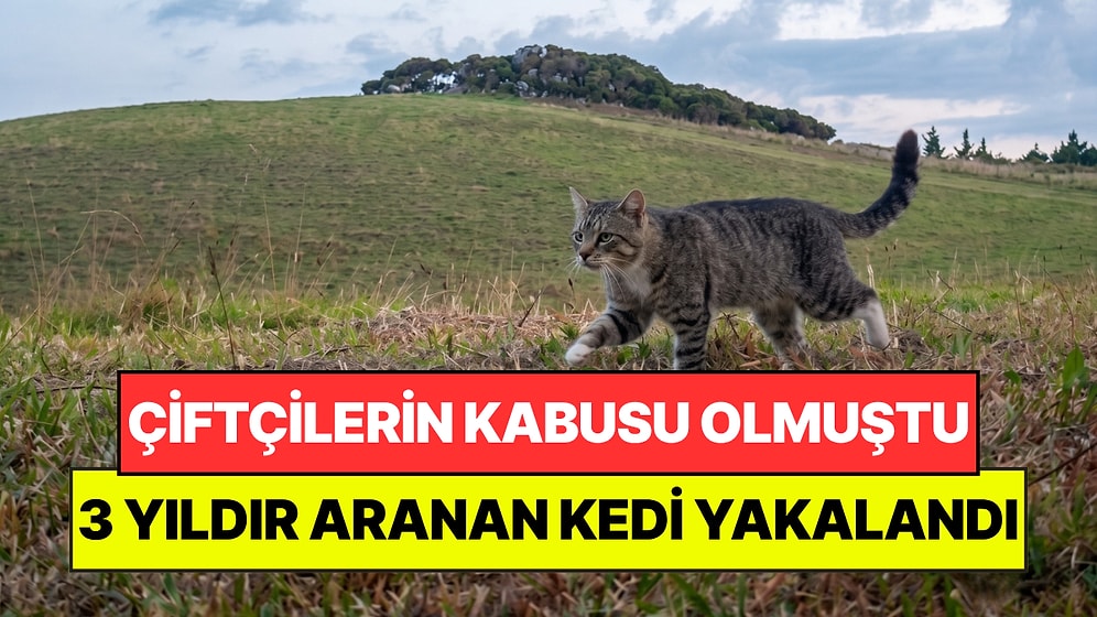 Hiçbir Tuzak Onu Durduramıyordu: 3 Yıldır Çiftçilerin Baş Belası Olan Kedi Yakalandı