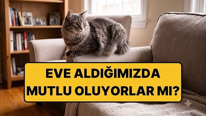 Yeni Araştırmaya Göre, Sokak Kedileri Ev Kedisi Olmaktan Çok Mutluymuş!