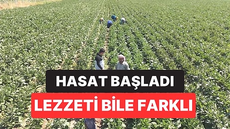 Hasat Başladı! Sadece Kayseri’de Yetişiyor, Lezzetiyle Herkesi Şaşırtıyor