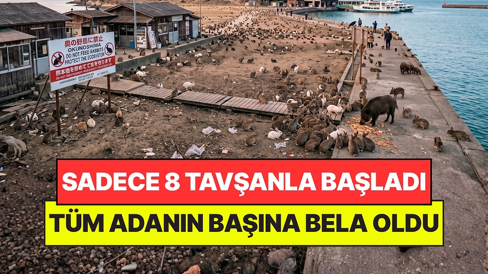 Sadece 8 Tavşanla Başladılar, Kontrolden Çıktı: Tüm Adanın Başına Bela Oldular