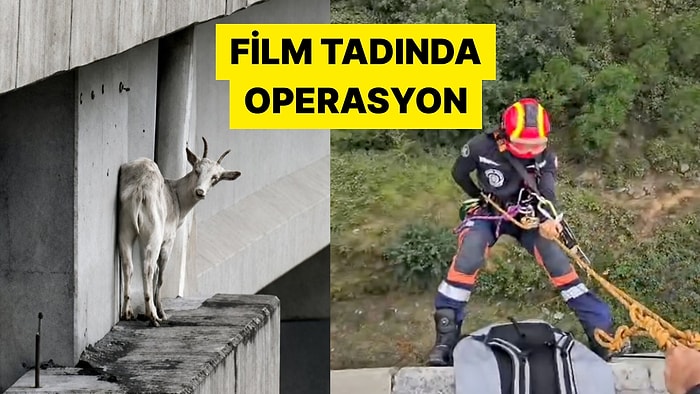 Kuzey Marmara Otoyolu'nda Bir Viyadükte Mahsur Kalan Keçiye Film Gibi Kurtarma Operasyonu