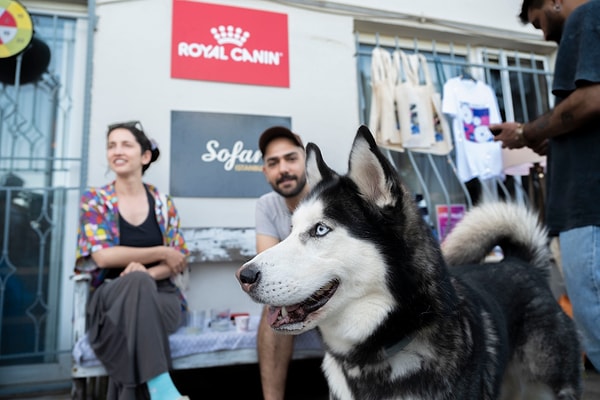 Royal Canin, MUBI, Sony, Lexus, Delta, Bumble... Sofar iş birlikleri, klasik sponsorluklar değil.
