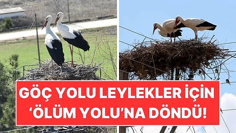 İstanbul’daki Göç Yolu Leylekler İçin Ölüm Yoluna Döndü