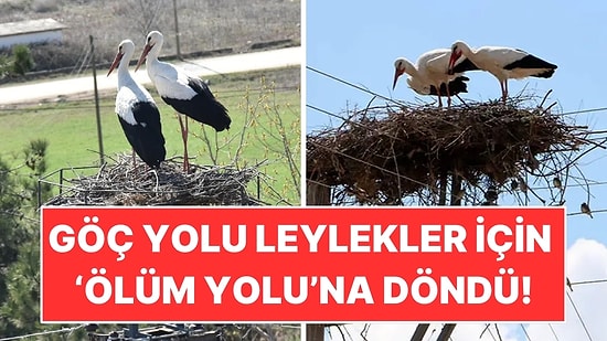 İstanbul’daki Göç Yolu Leylekler İçin Ölüm Yoluna Döndü