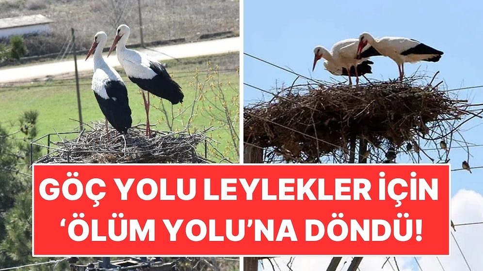 İstanbul’daki Göç Yolu Leylekler İçin Ölüm Yoluna Döndü