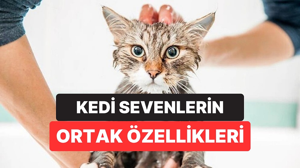 Psikolojiye Göre Kedileri Çok Seven İnsanların Ortak Özellikleri