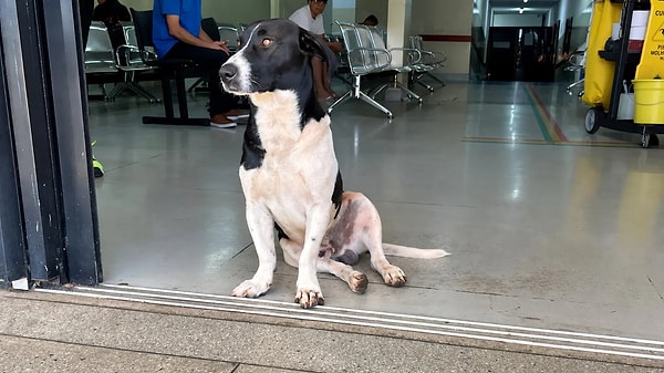 Ambulansla getirilen sahibinin peşinden geldi