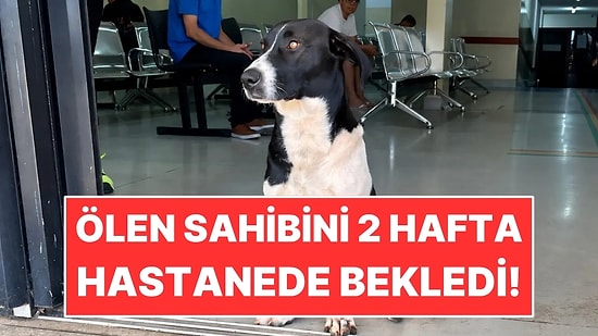 Ölen Sahibinin Dönmesini 2 Hafta Boyunca Kapıda Bekledi