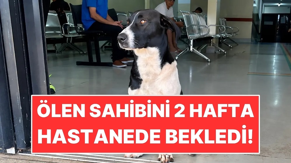 Ölen Sahibinin Dönmesini 2 Hafta Boyunca Kapıda Bekledi