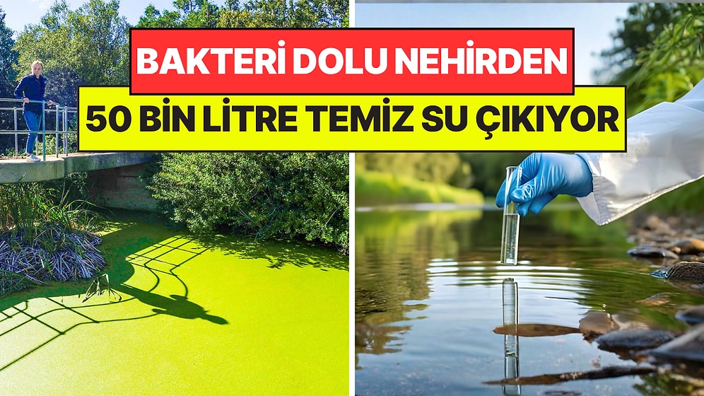 Girmenin Yasak Olduğu Bakteri Dolu 'Zehirli' Nehri Tarıma Kazandırmayı Başardılar