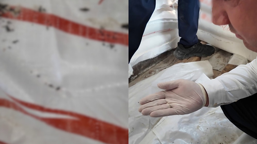 Rat Droppings Found in Bakery as Officials Seal Business
