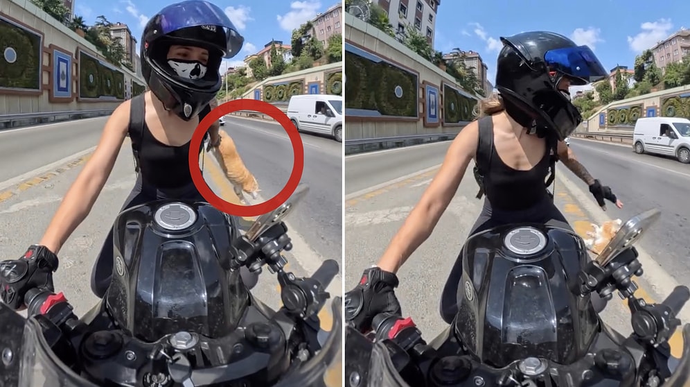 Heart-Stopping Moment: Cat Carrier Opens Riding Motorcycle in Terrifying Video