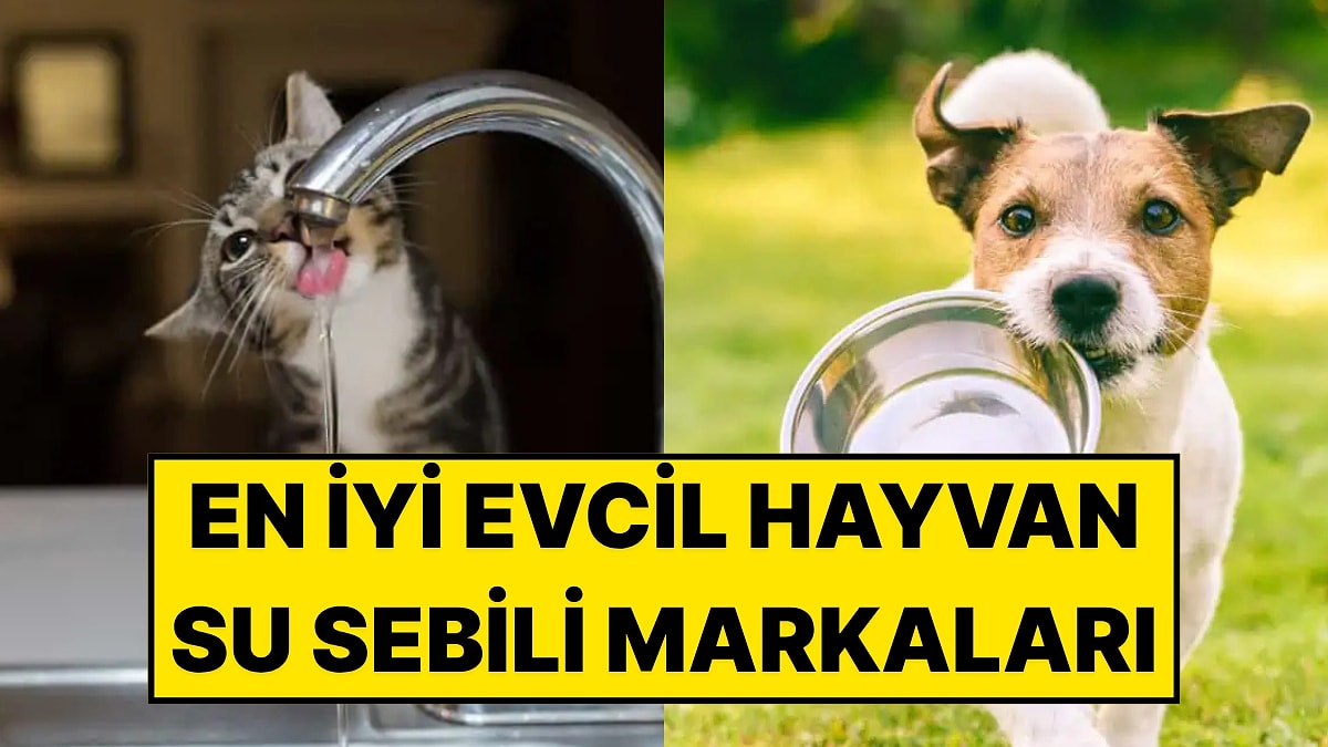 En İyi Evcil Hayvan Su Sebili Markaları