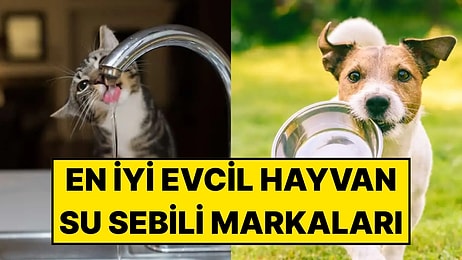 En İyi Evcil Hayvan Su Sebili Markaları