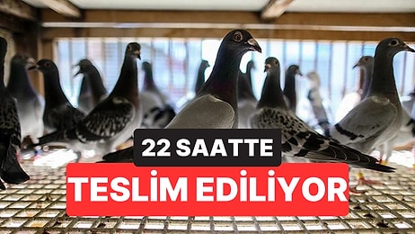 Güvercinle Haberleşme Geri Döndü: Mesajınız 22 Saatte Ulaşabilir