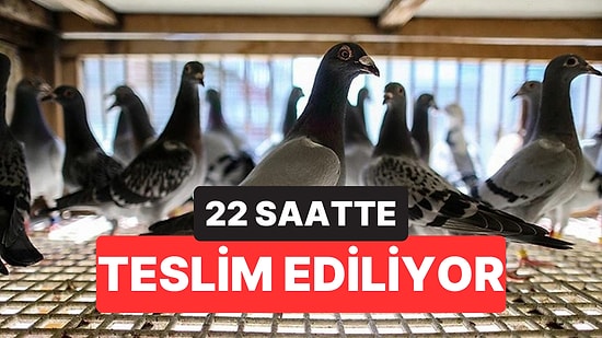 Güvercinle Haberleşme Geri Döndü: Mesajınız 22 Saatte Ulaşabilir