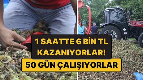 Yılda 50 Gün Çalışıyorlar: 1 Saatte 6 Bin TL Kazanıyorlar