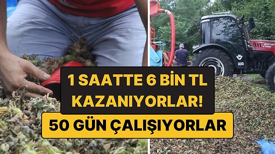 Yılda 50 Gün Çalışıyorlar: 1 Saatte 6 Bin TL Kazanıyorlar