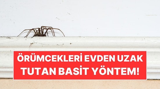 Yaz Aylarında Örümcekleri Evden Uzak Tutan Basit Yöntem: Anında Gidiyorlar