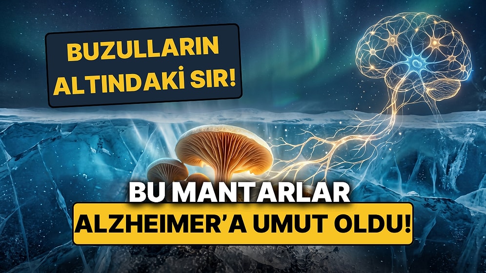 Dondurucu Buzulların Altındaki Mucize: Antarktika Mantarları Alzheimer'a Umut Oldu