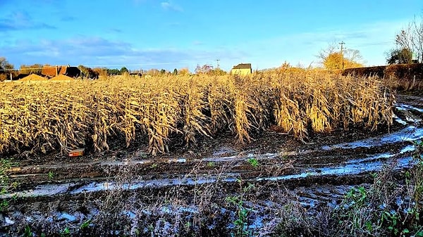 Potassium fertilizer, which is vital for plant growth, root structure, and drought resistance, is primarily produced in limited regions around the world, notably in Canada, Russia, and Germany.