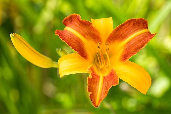 9 Plants You Need to Prune at the End of August