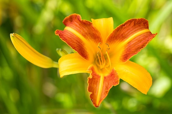 9 Plants You Should Prune in Late August to Keep Your Garden Healthy