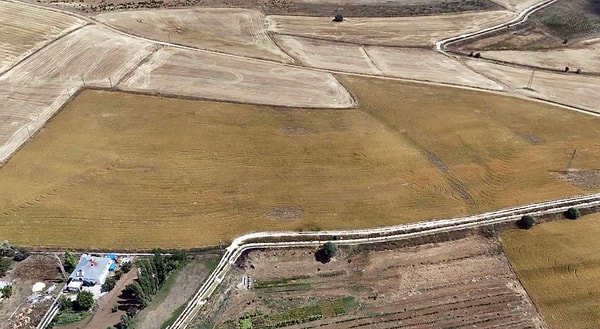 Ektiği türün yüksek oleik aspir olduğunu vurgulayan Kolukısa, bu ürünün besin değerlerinin zeytinyağı, avokado, fındık ve cevizle aynı olduğunu belirtti.