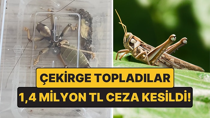 Nemrut’ta Çekirge Toplayanlara 1,4 Milyon TL Ceza Kesildi